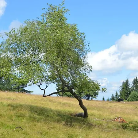 Baeuerle * Шёнвальд