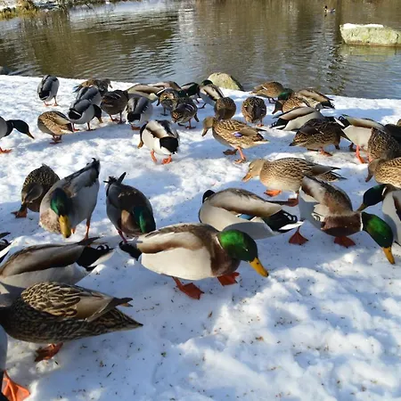 Baeuerle Апартаменты *